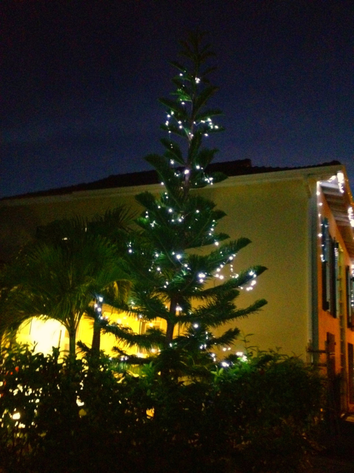 Sapin Araucaria devant la villa Boubou Noël 2012