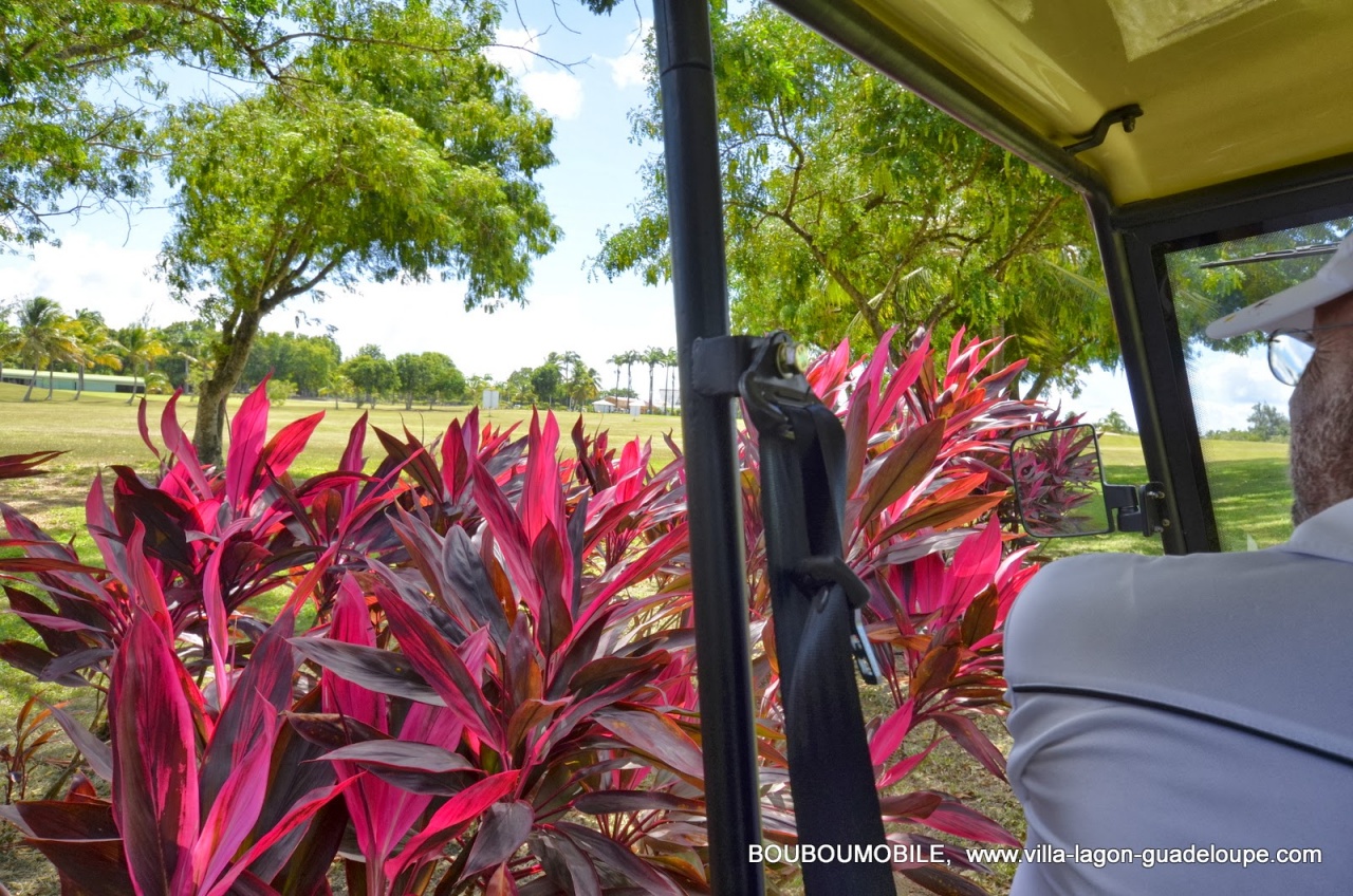 Végétations du Golf de 18 trous à Saint François Guadeloupe